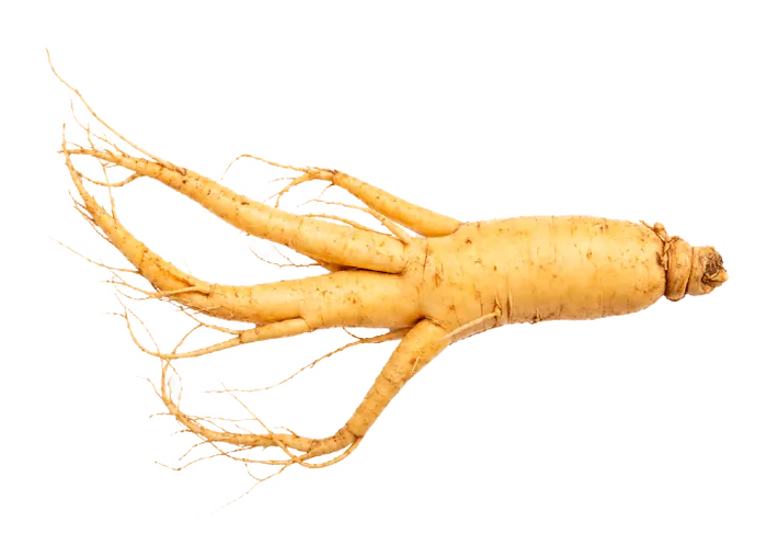 Panax Ginseng