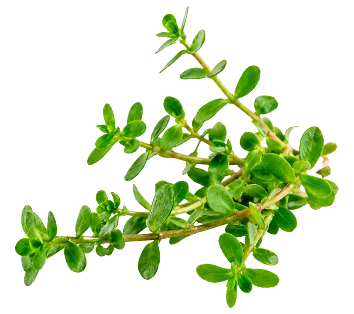 Bacopa Monnieri