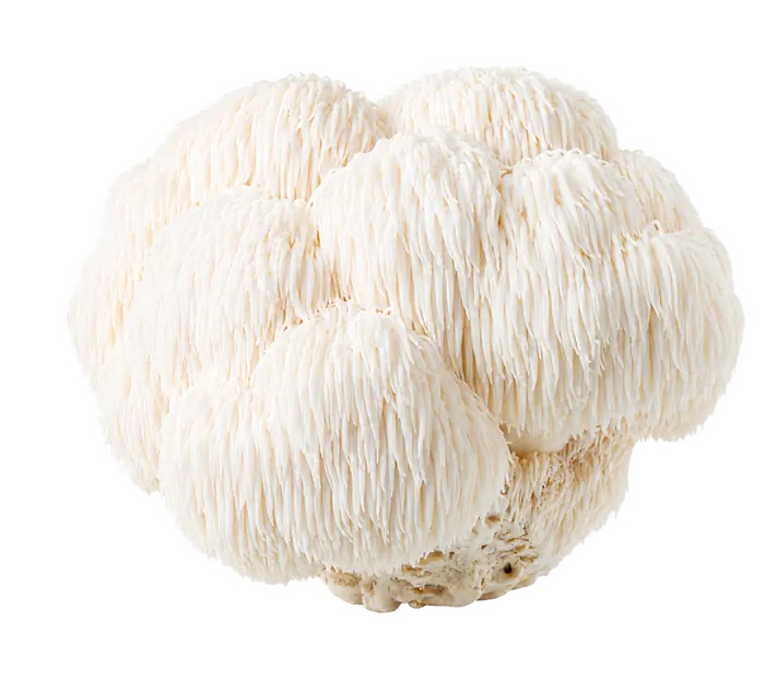 Lion's Mane