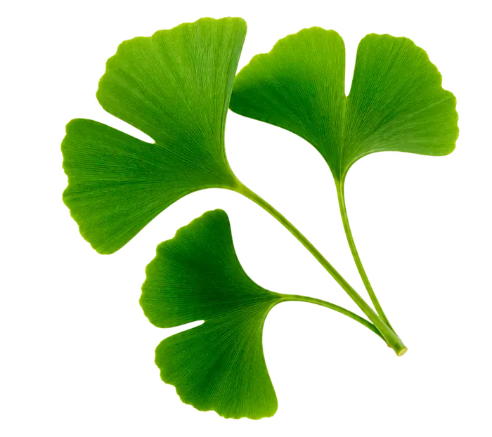Ginkgo Biloba